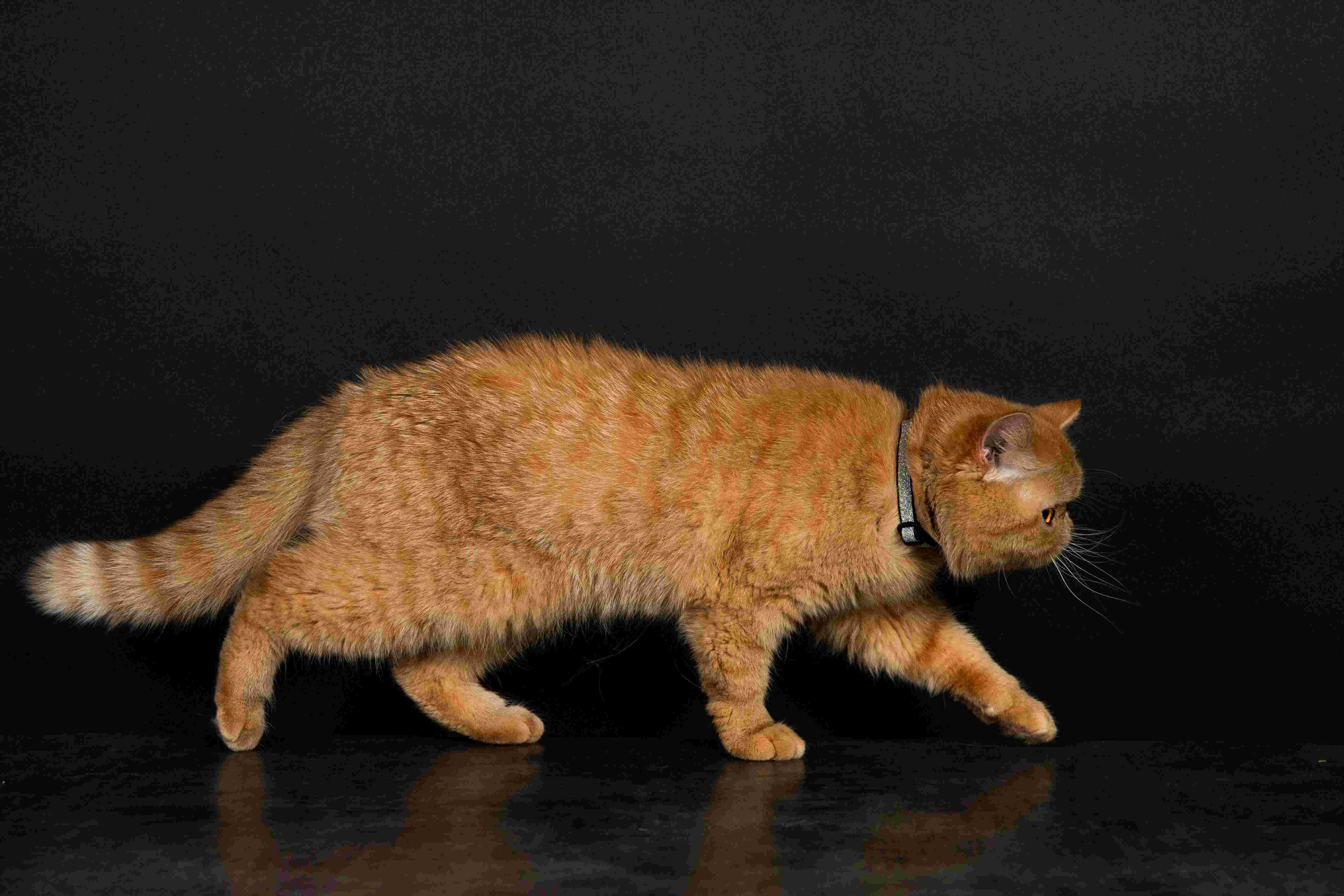 RIHANNA D'AKA MANAH - Exotic Shorthair