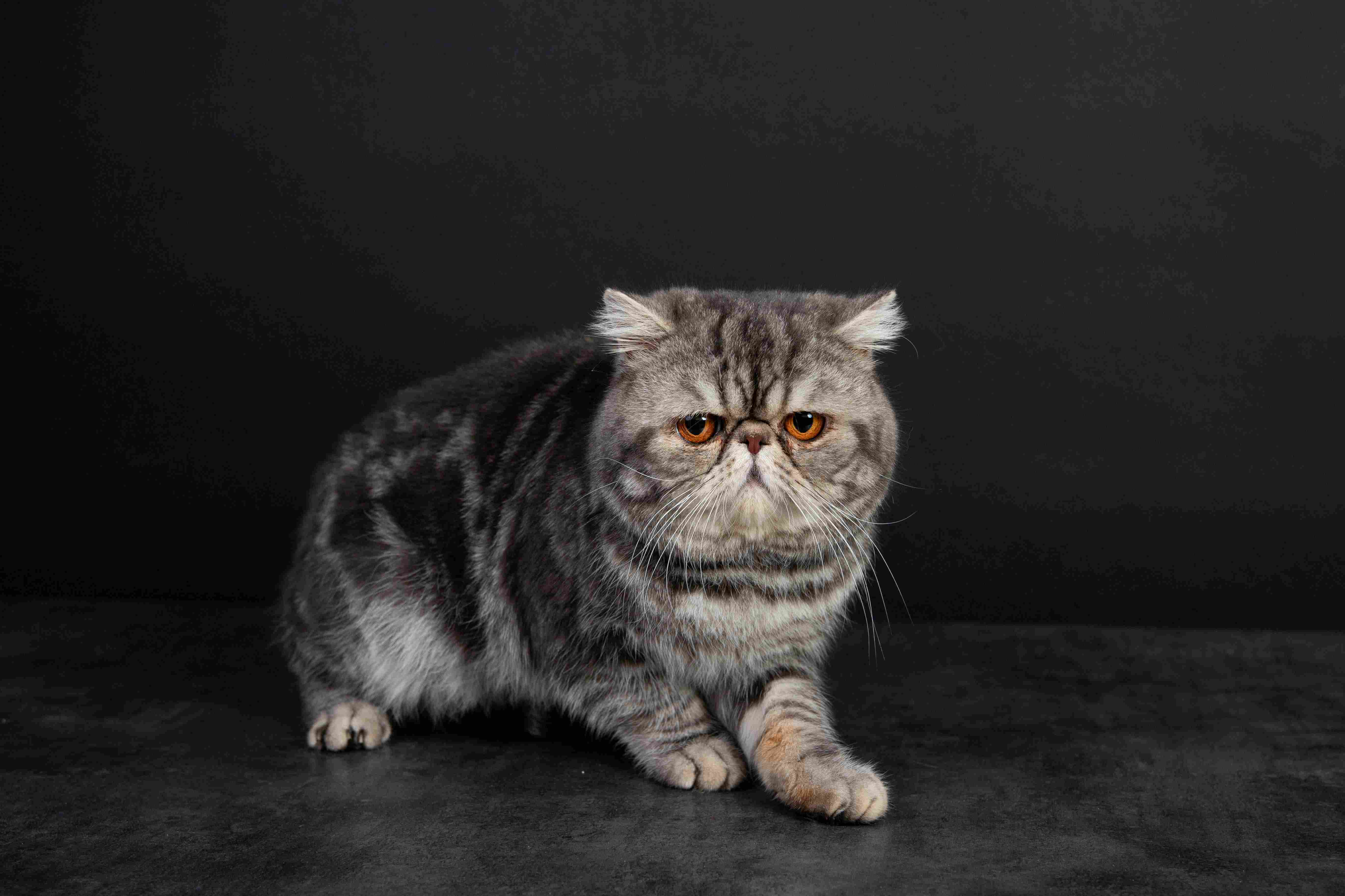 SALTO DU PALAIS D'ISIS - Exotic Shorthair