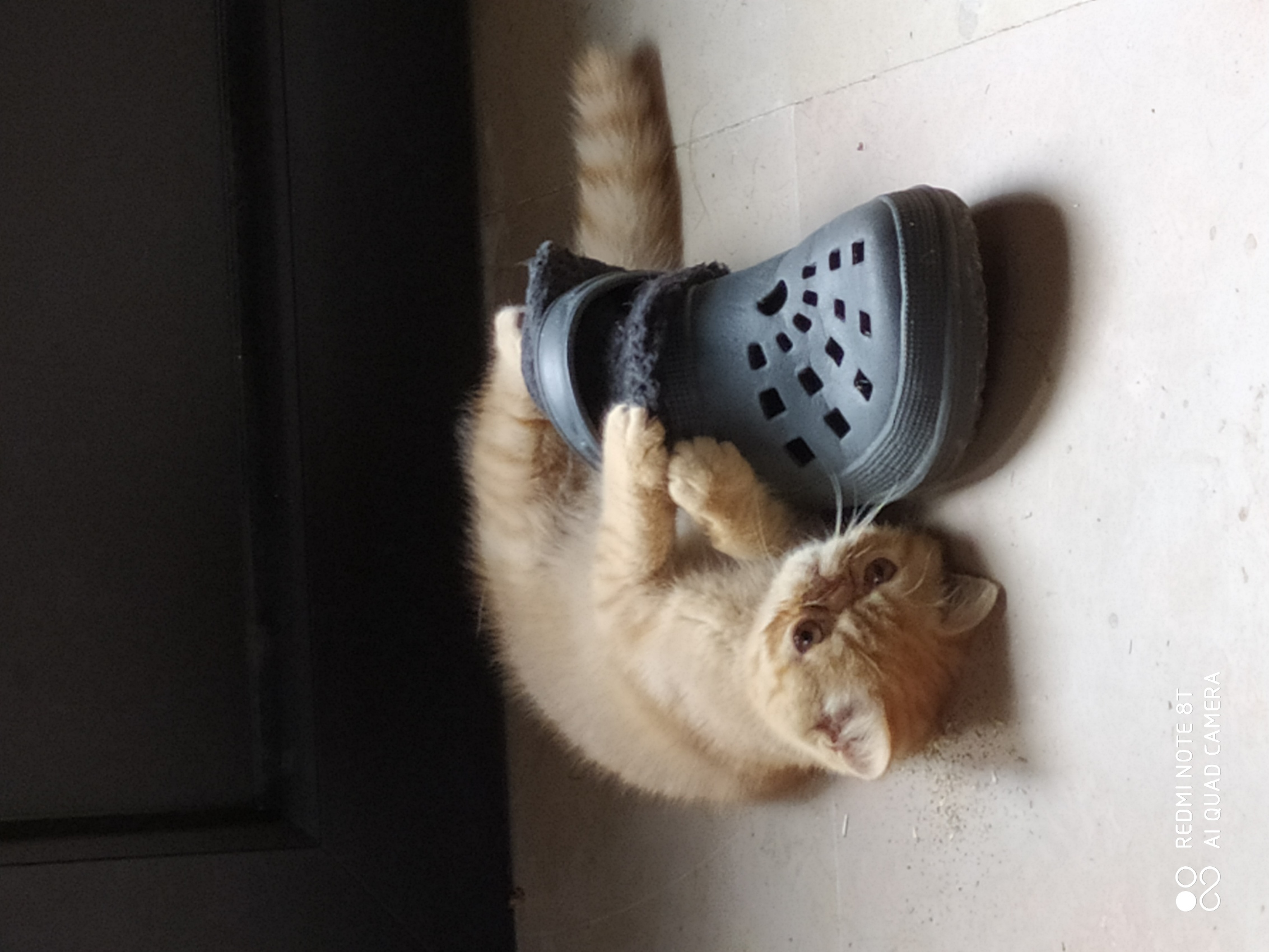 RIHANNA D'AKA MANAH - Exotic Shorthair