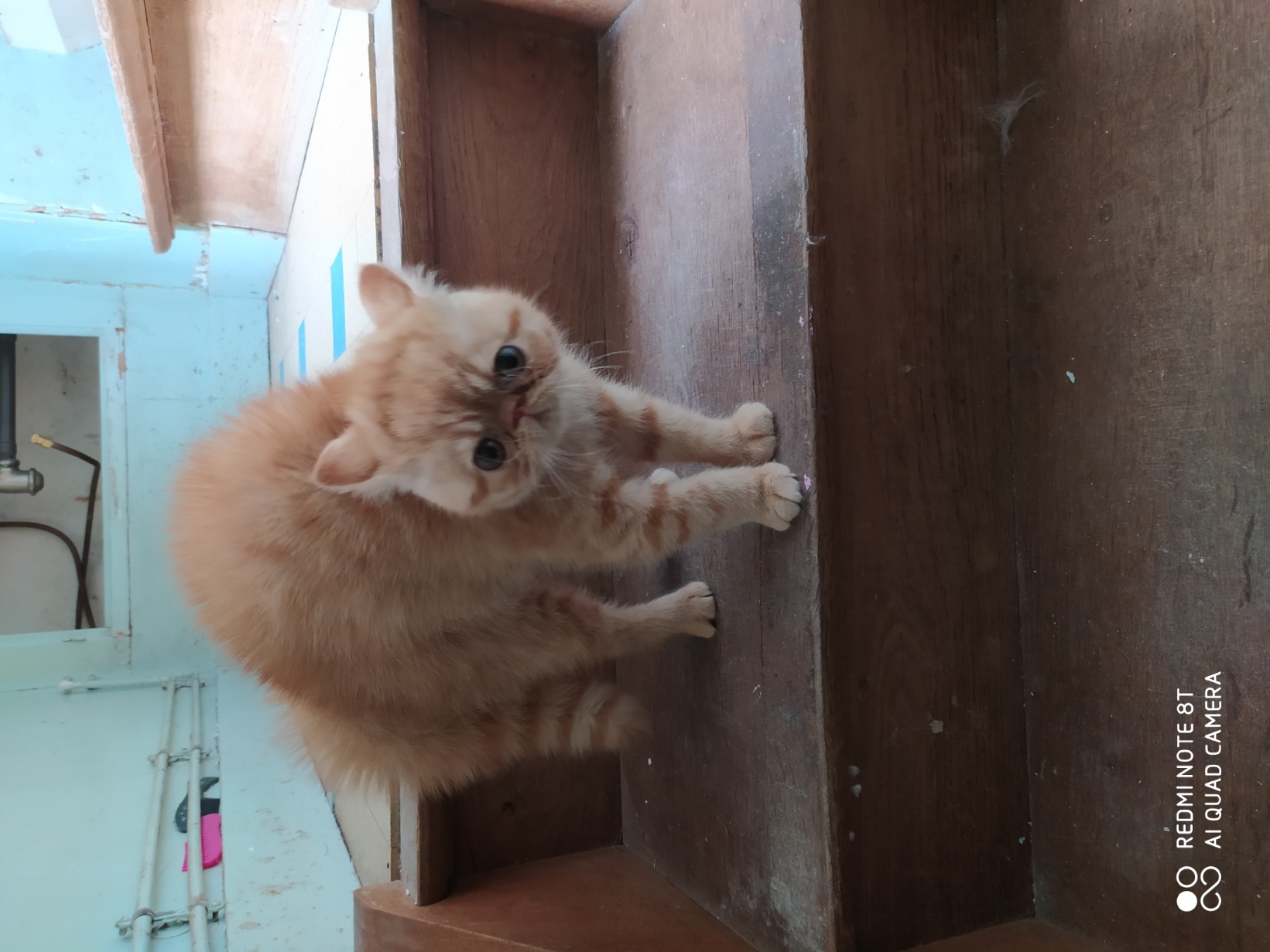 RIHANNA D'AKA MANAH - Exotic Shorthair
