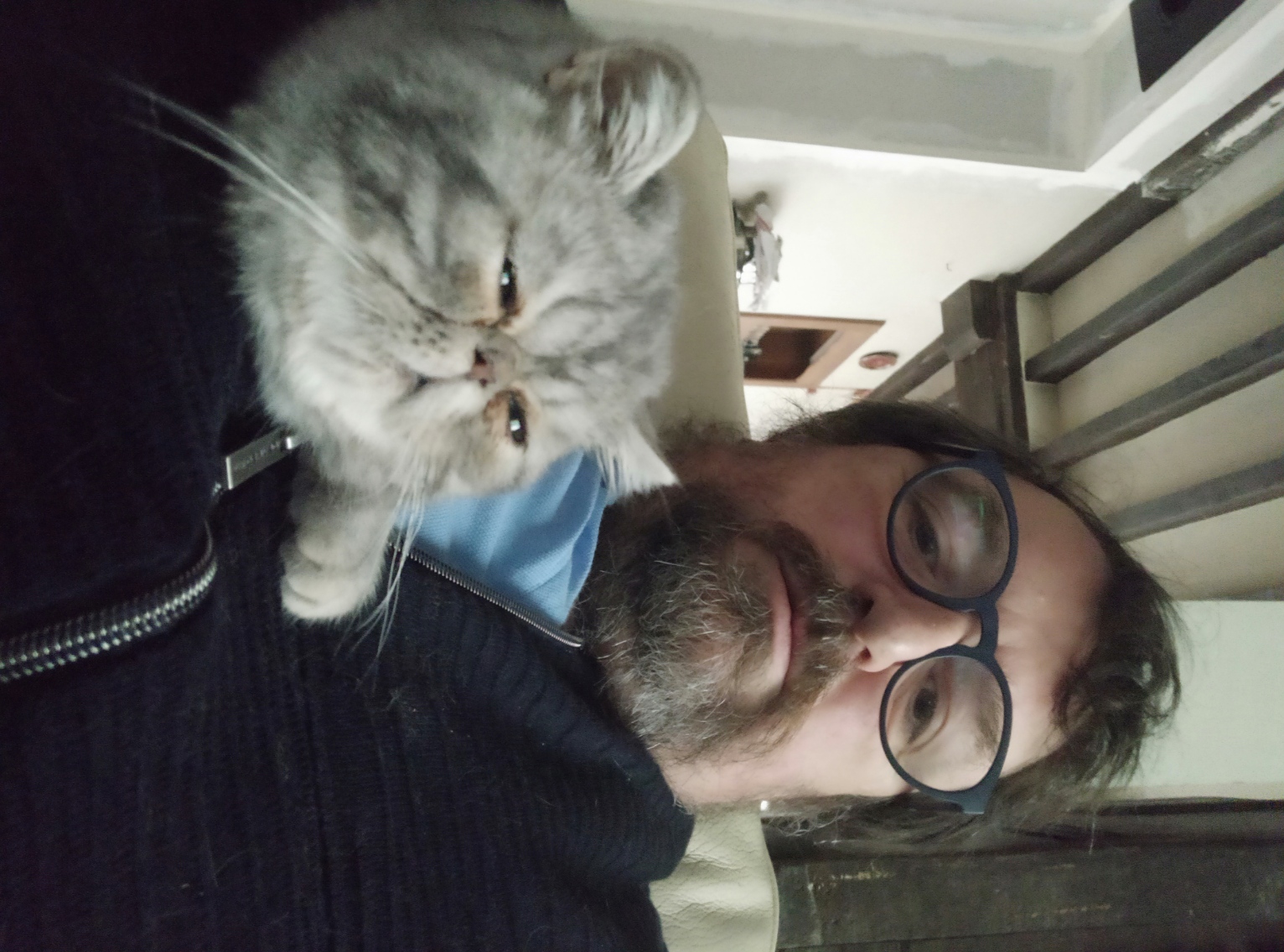 SALTO DU PALAIS D'ISIS - Exotic Shorthair