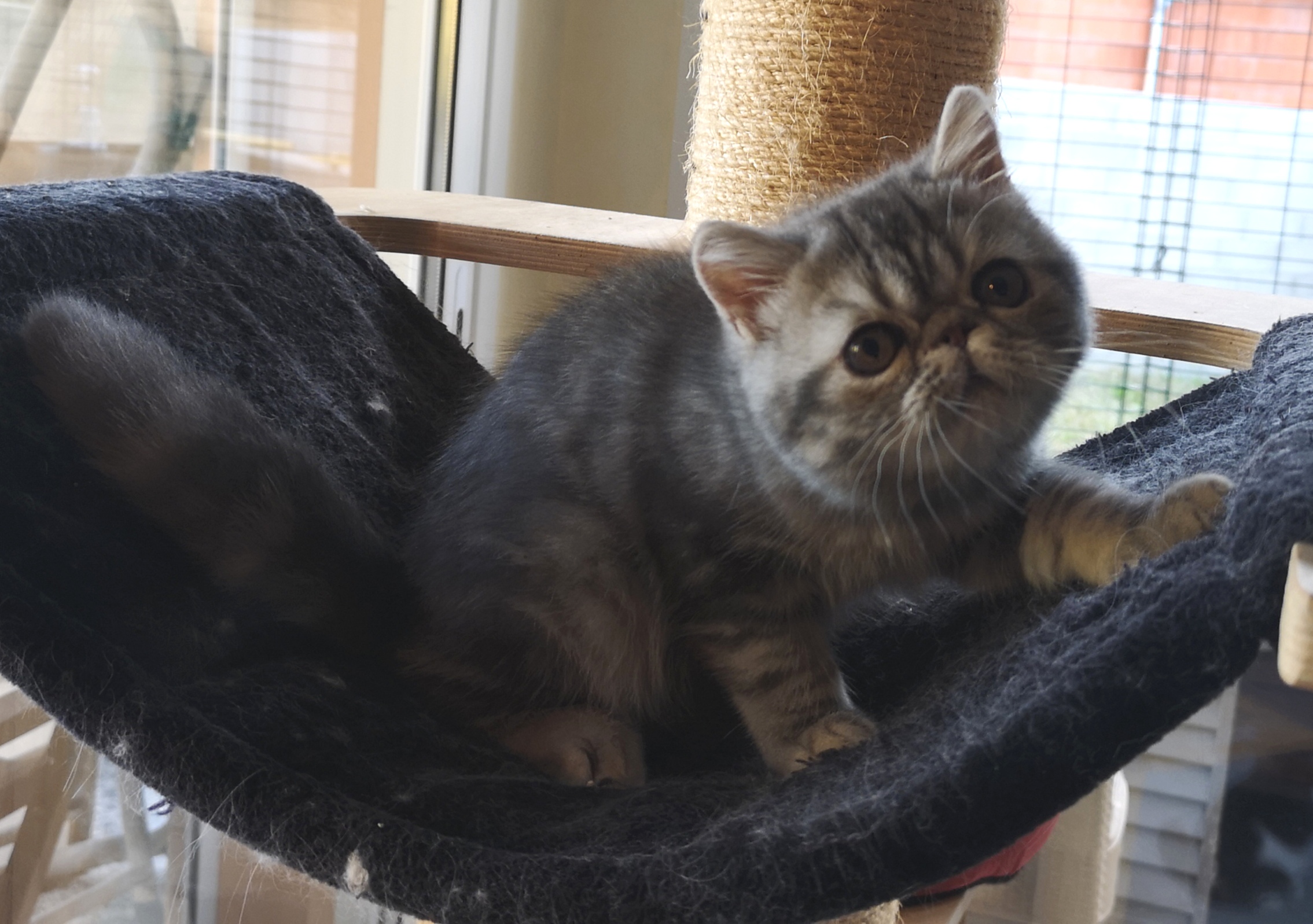 SALTO DU PALAIS D'ISIS - Exotic Shorthair