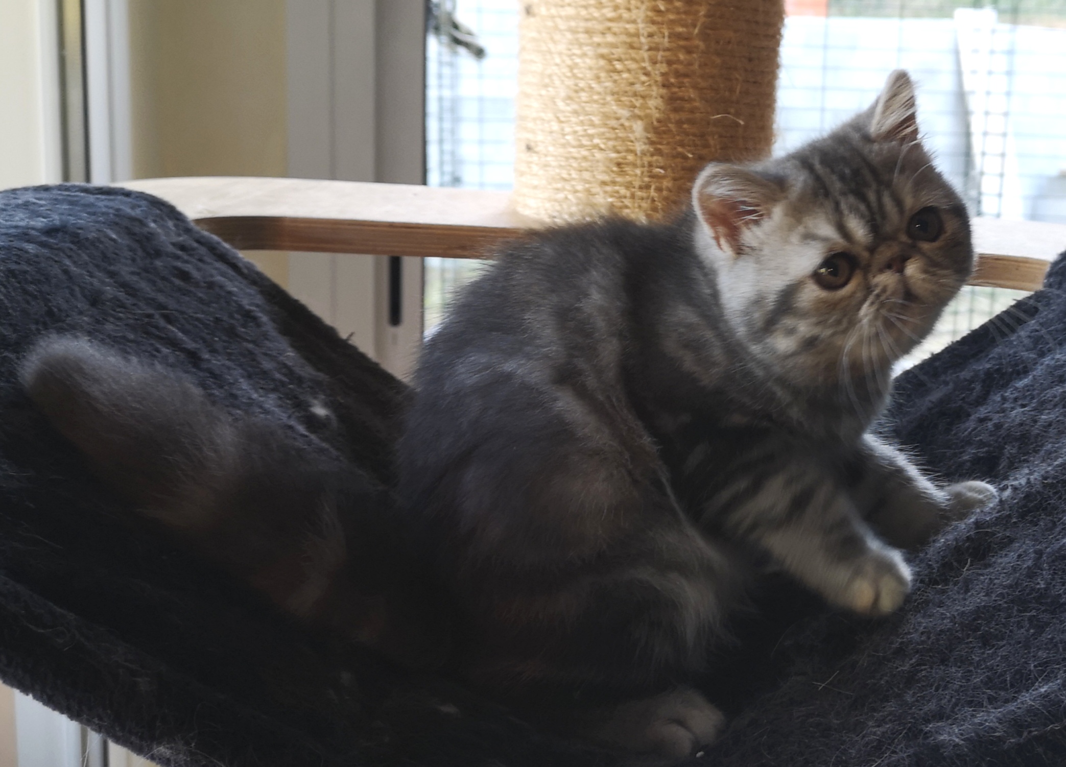 SALTO DU PALAIS D'ISIS - Exotic Shorthair